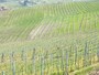 barolo1