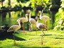 ロビー周辺のトロピカルガーデンでは、フラミンゴやペンギンがお出迎え。ビレッジ内には、白鳥、アヒル、トキ、カメ、錦鯉など60種もの鳥や魚が生息しています