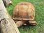 草食恐竜を彷彿させる巨大リクガメ