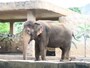 ホノルル動物園でも人気者のゾウ。画像は旧ゾウ舎。現在は広々とした新ゾウ舎に移動