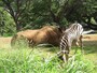サイとシマウマの2ショットも