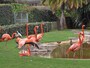 エントランスで出迎えてくれるフラミンゴと水鳥たち。近くで見るフラミンゴは予想以上に大きく、色鮮やか