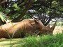 こちらもアフリカン・サバンナにて。ド迫力のサイ