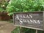 アフリカの草原を再現した「アフリカン・サバンナ」では、キリンやシマウマ、ライオンなどが放し飼い状態