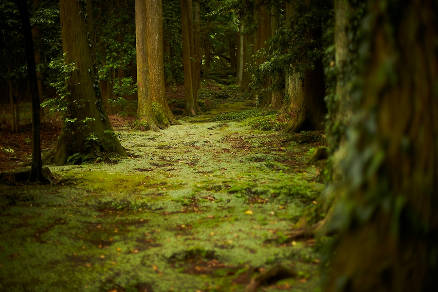波治加麻神社の苔の参道