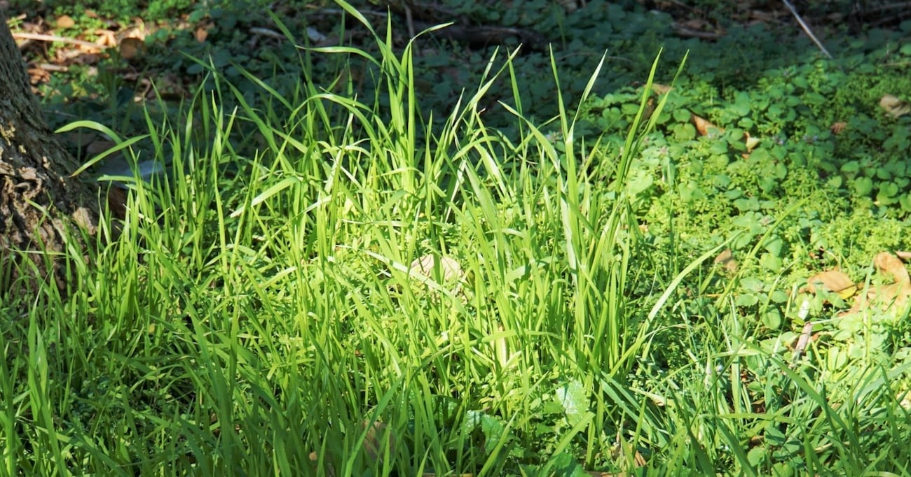 「ただの雑草と侮るなかれ…」実は食べることができる野草3選