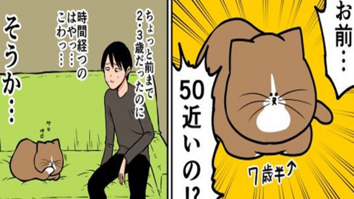 「まだまだ元気でいてくれよ…」年老いた猫に手を伸ばす飼い主。その時の猫の反応が面白すぎる！