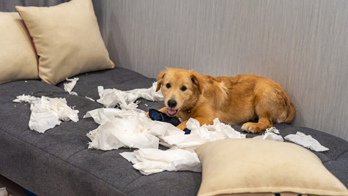 「犬が静かな時は大体…」飼い主なら激しく共感する "あるある" が話題に！様々な体験談が寄せられた
