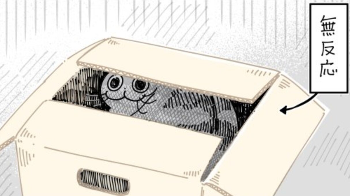 片付け中に明らかに邪魔をしにきた猫 かまってあげても無反応だったけれど…なぜか"あるアクション"に過剰に反応して癒される