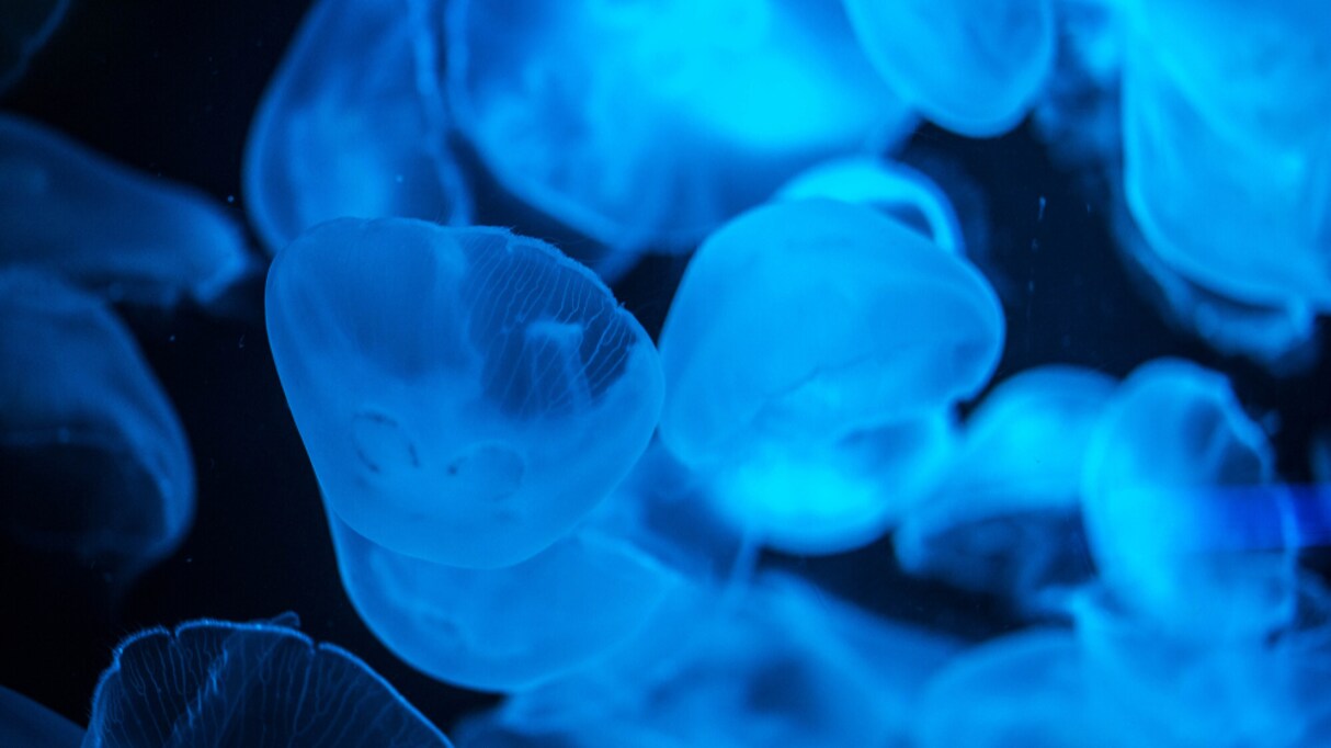 「プランクトン＝水中の小さい生き物」ではない！？ 多くの人が誤認している定義が話題に！