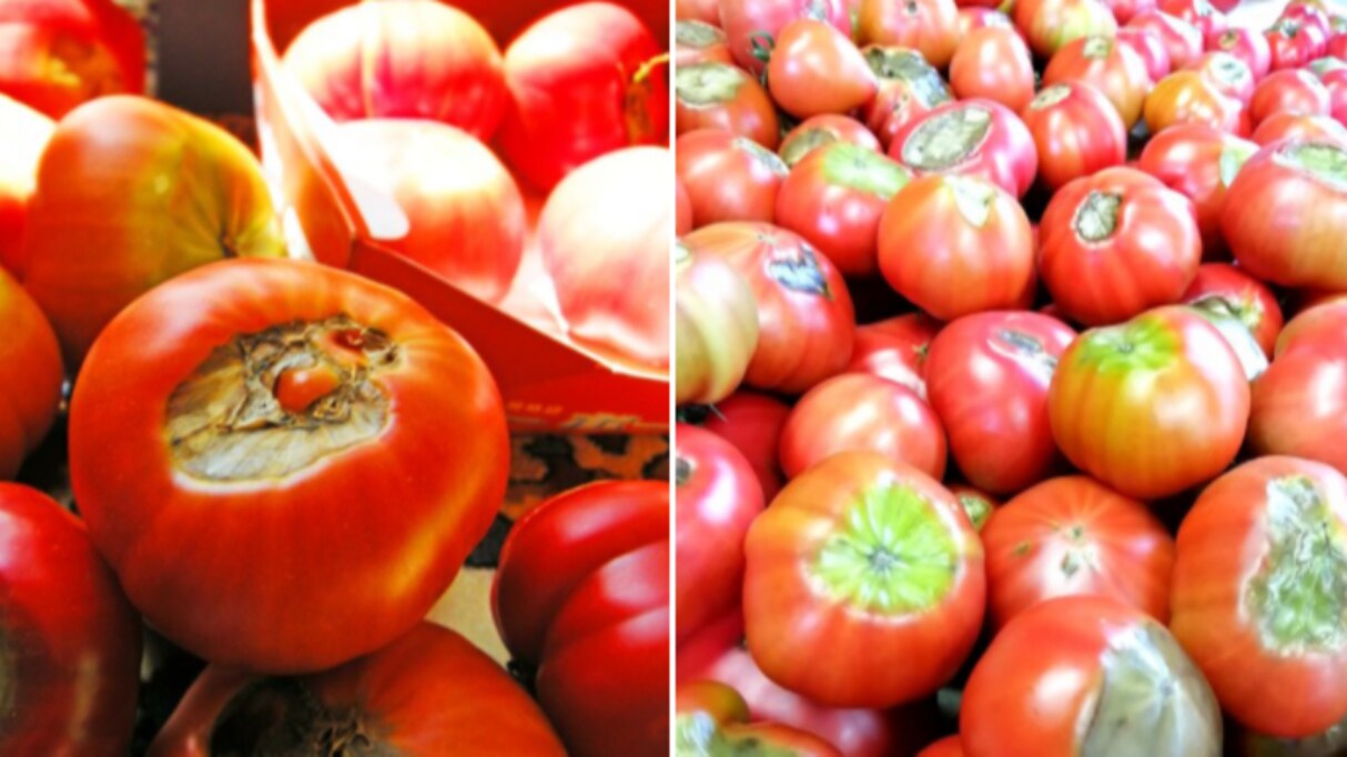 【初耳】見た目エグいですが…一番甘いトマトの意外な特徴が話題に！