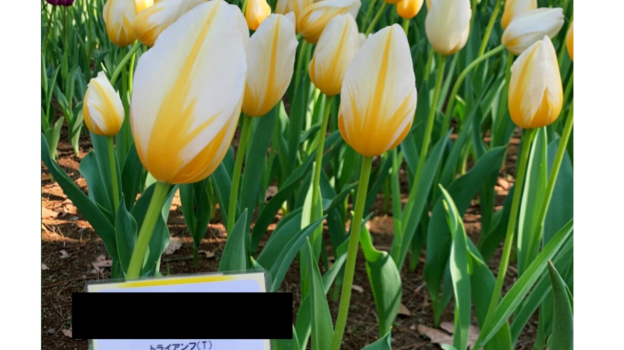 【天才】あるチューリップの名前が見た目とぴったり過ぎると話題に！