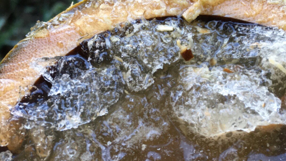 伐採中、竹から大量の水が！？気になってなめてみると…その "正体" に驚きの声