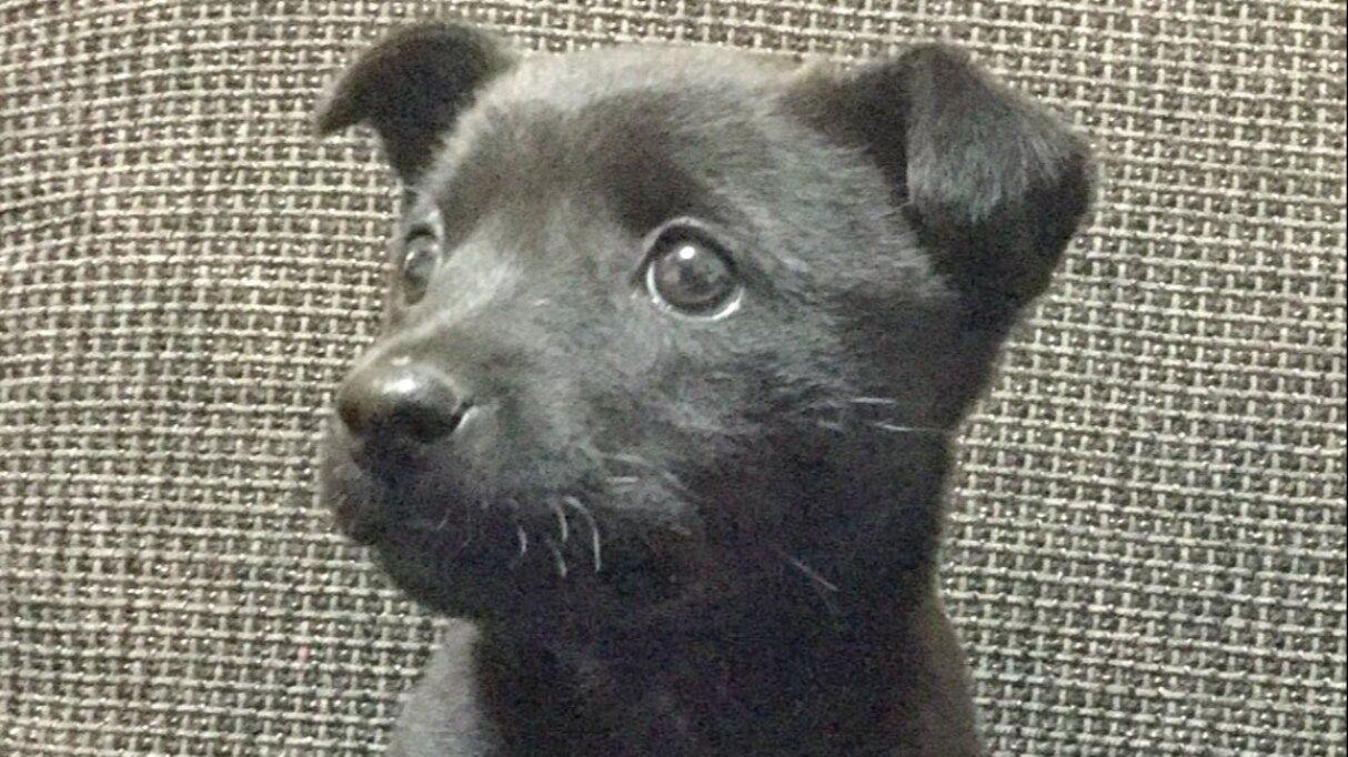 「犬じゃなくて○○だよ」3年前の自分がついていた「嘘」が謎すぎると話題