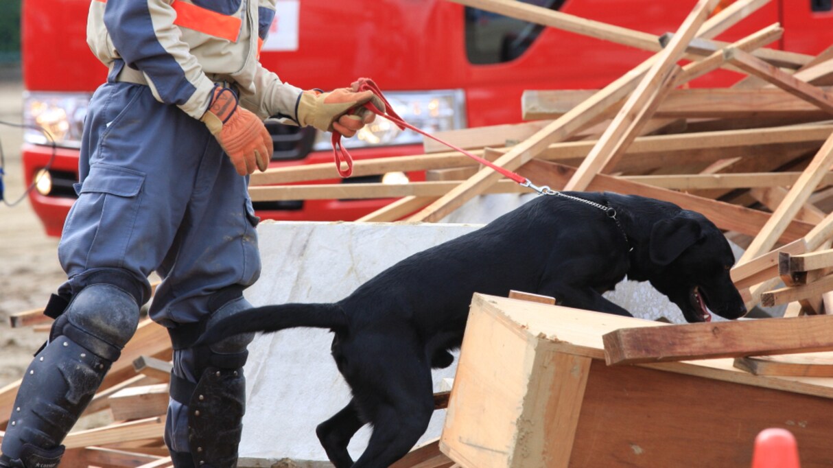 【感動】災害救助犬に対し、時々わざと隠れて救助されたフリをする隊員…その理由が話題に