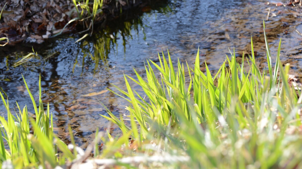 身近だけど意外と気づかない！家の近くで観察できる面白い自然現象が話題に