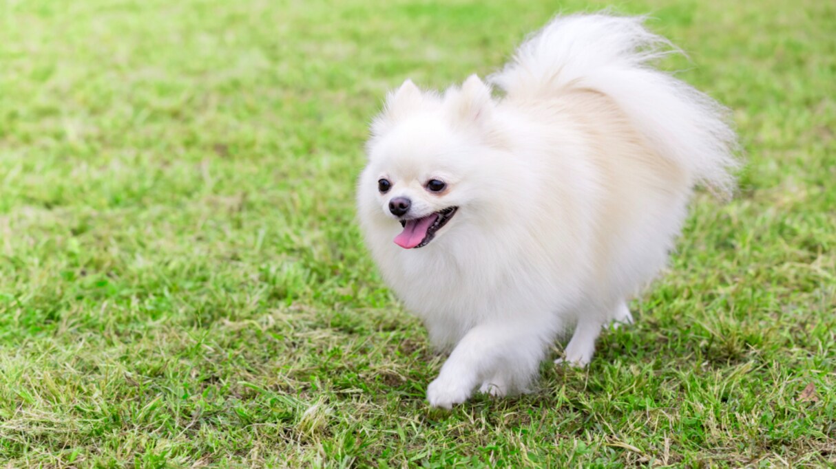 散歩中に突進してきたノーリードのポメラニアン…飼い主に対する「詰め方」が話題に