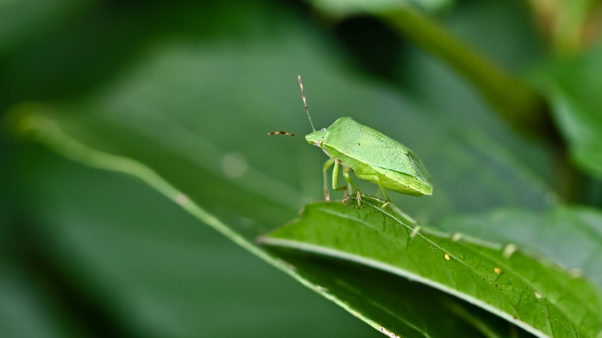 実は "攻めてる" のでは？カメムシの臭いに疑問を持つエピソードが話題に