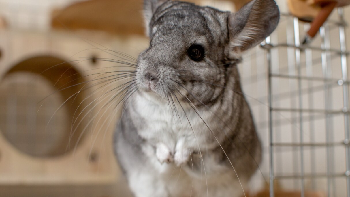 「ペット飼われていますか？」保健所からの電話に答えると…その後のやりとりが癒やされる