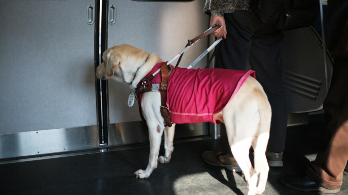 「車いすスペース行きます」混雑する電車内を盲導犬と歩く全盲の女性…その後のエピソードに感動