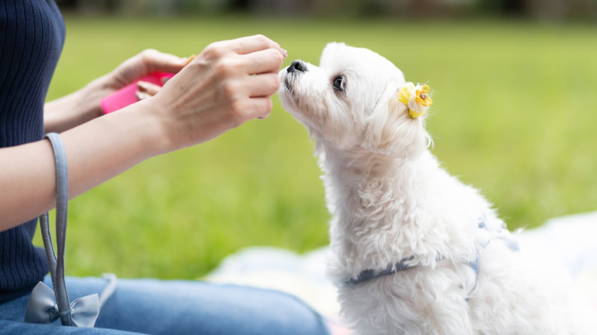 【注意喚起】「これがブドウ中毒か…」命の危険に直結する！犬にブドウを与えてはいけない理由が話題に