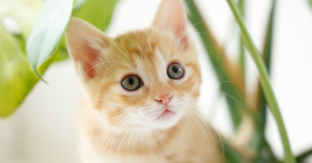 「言葉が通じ合っちゃいました？」猫を飼っている人はよく分かる、猫との "意思疎通" エピソードが話題に