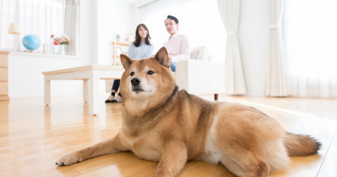 想像力が足りない…夏場になると多くの飼い主から相談が来る "ある内容" とは？