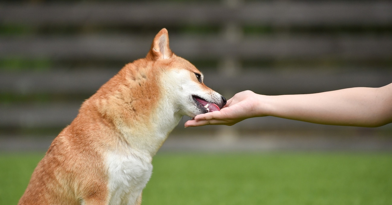 【注意喚起】ラーメン屋でスープを作る用に煮込んだ骨を貰って、食べてしまった犬の体験談が話題に