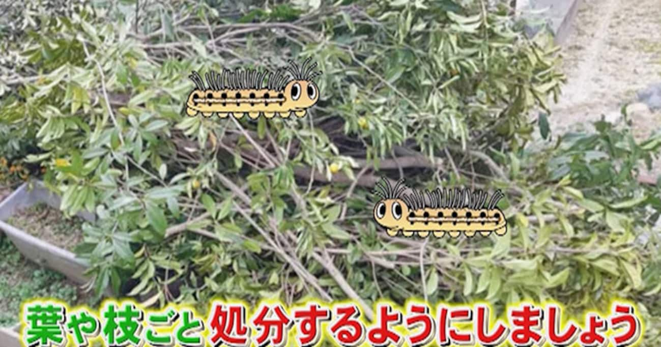 都会にいる危険生物「チャドクガ」…直接触れていないのにひどい皮膚炎に!?