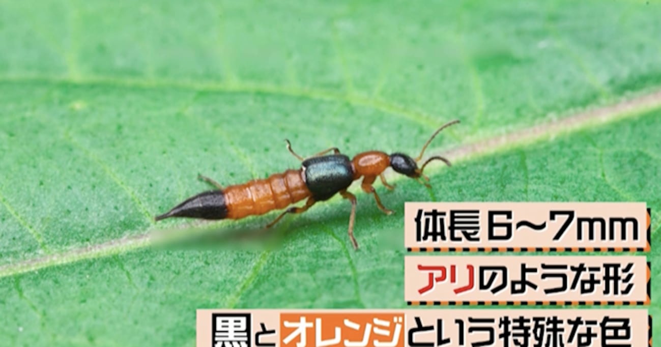 6～8月に激増！ 触れるだけで炎症を起こす危険な「やけど虫」に注意