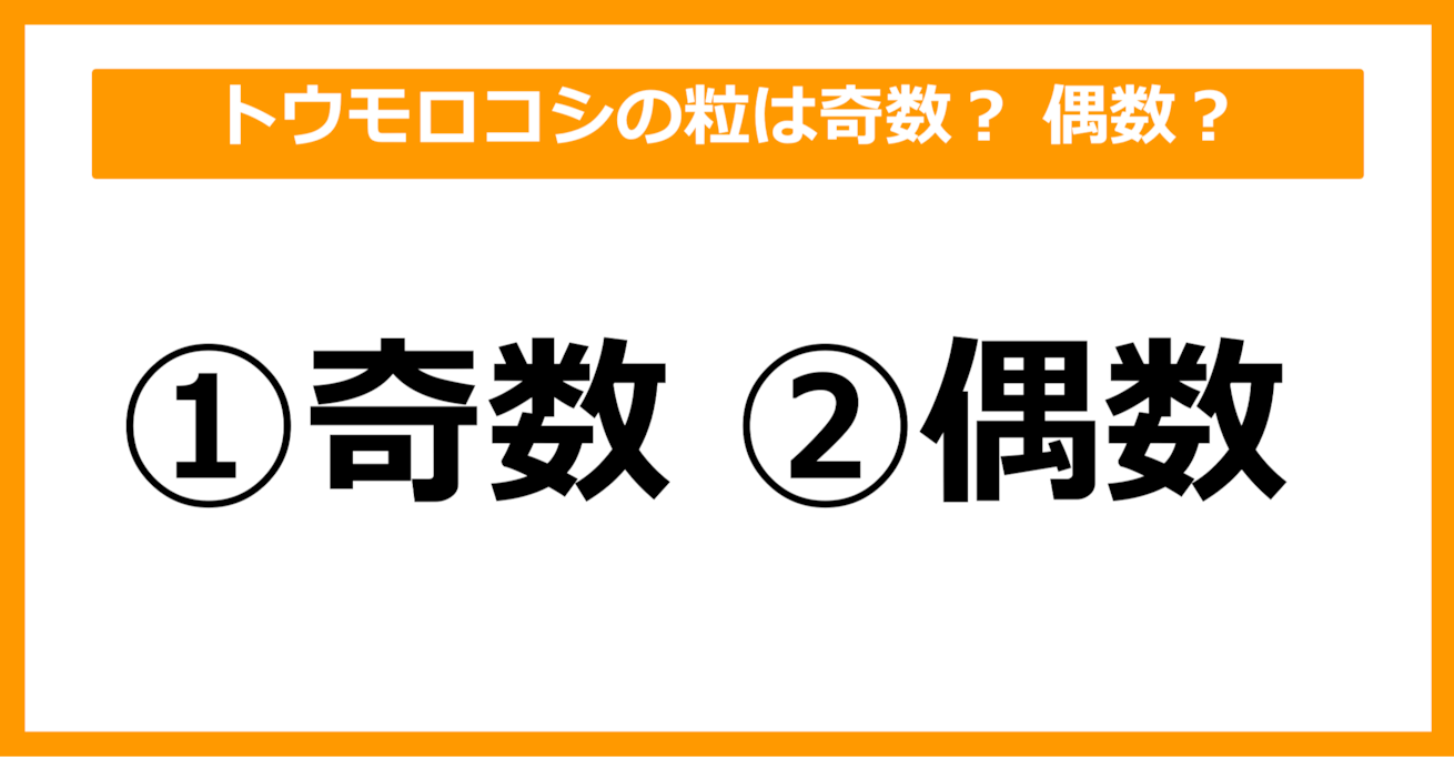 【雑学クイズ】トウモロコシの粒は奇数？ 偶数？