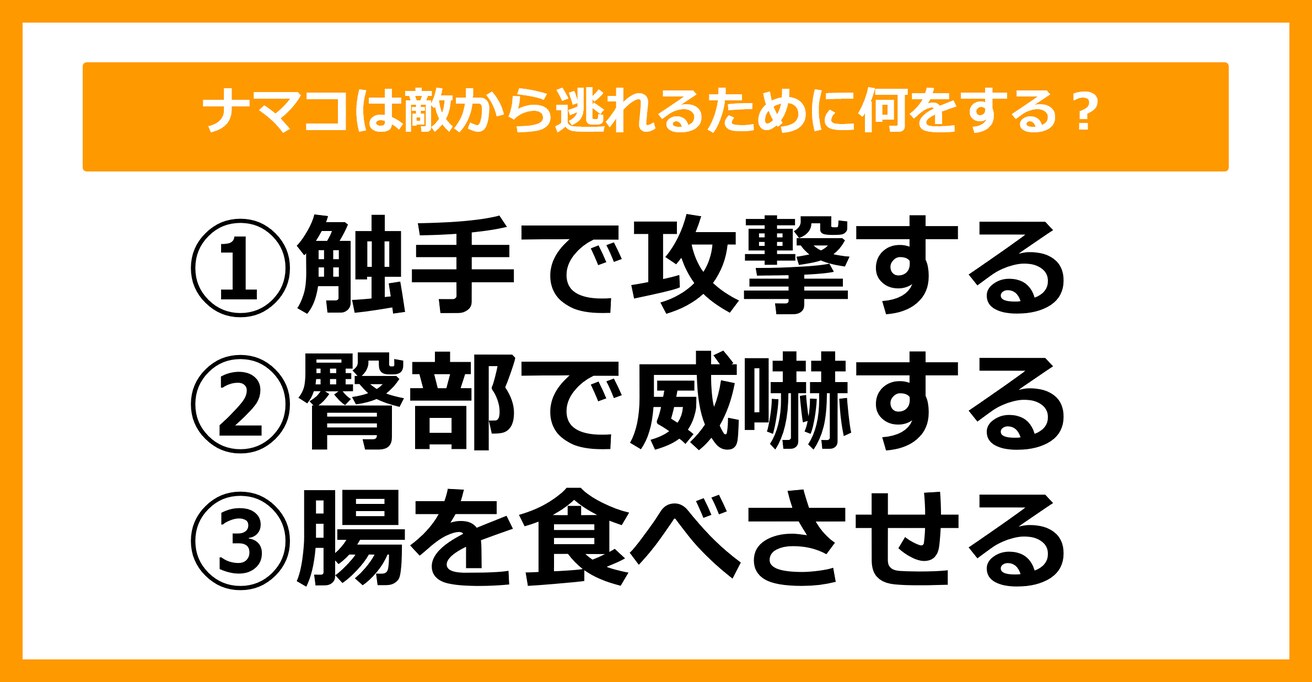 【雑学クイズ】ナマコは敵から逃れるために何をする？