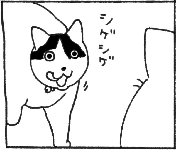 【あなたの猫もする？】猫が何かと見てくる理由がプリティすぎると話題に！「偉い」「いい子」