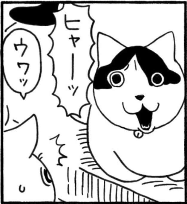 お尻トントンチャンスを逃した猫ちゃん まさかの怒りの矛先は…!?「ほんま可愛い」「初めて見る日本語」