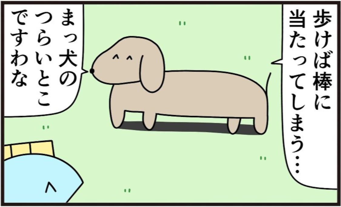 犬も歩けば棒に当たる…まさかのカッコよすぎる理由に「やだ好き」「惚れる」「素敵」