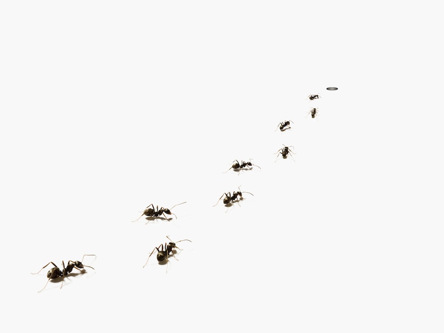 「働かないアリ」のおかげで、アリの社会が長く存続できるワケ