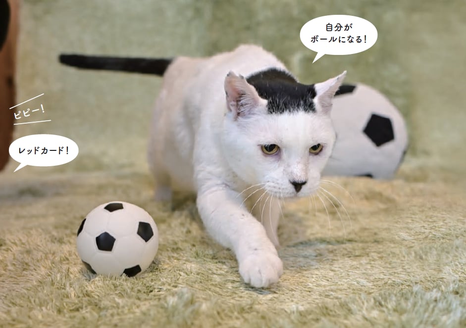 画像出典：『磯辺海苔男という猫』（辰巳出版）