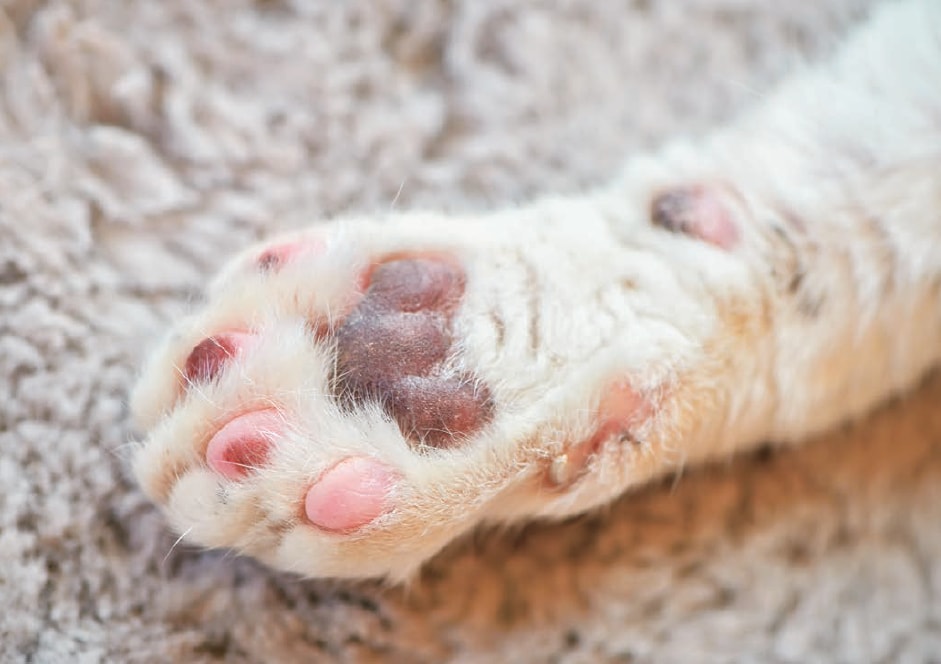 おうち暮らしで肉球もふわふわに　※画像出典：『磯辺海苔男という猫』（辰巳出版）