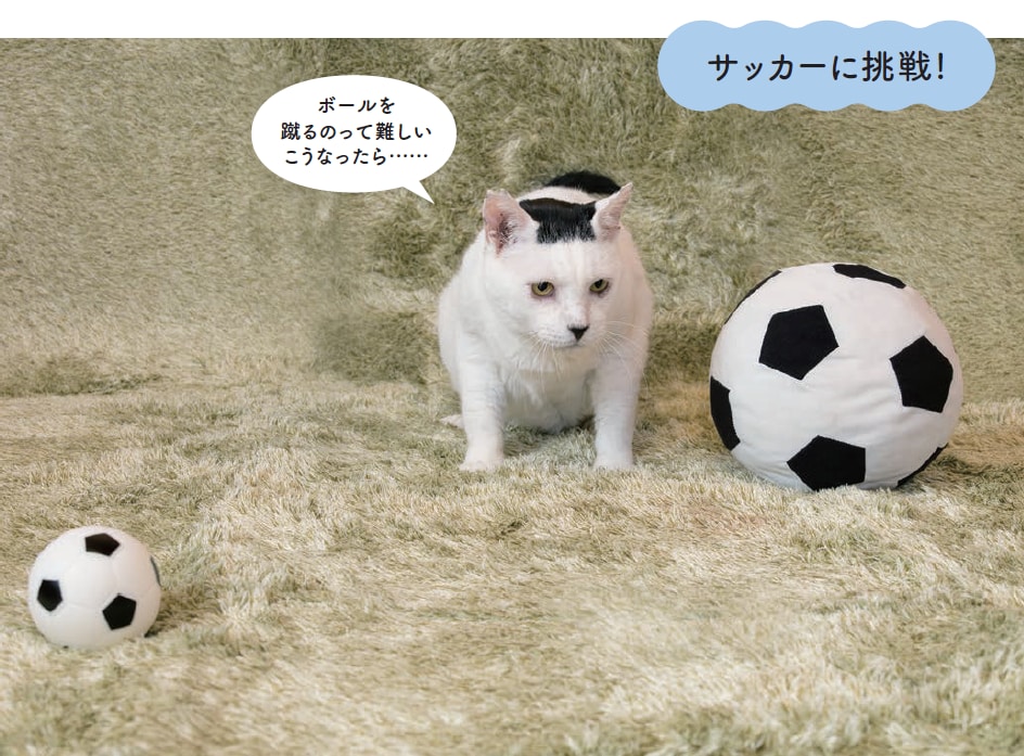 画像出典：『磯辺海苔男という猫』（辰巳出版）