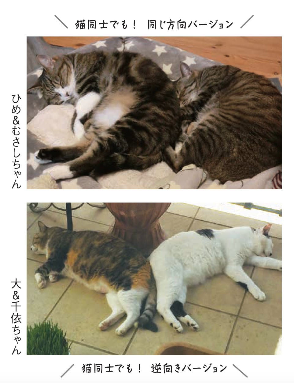お尻向けねこ