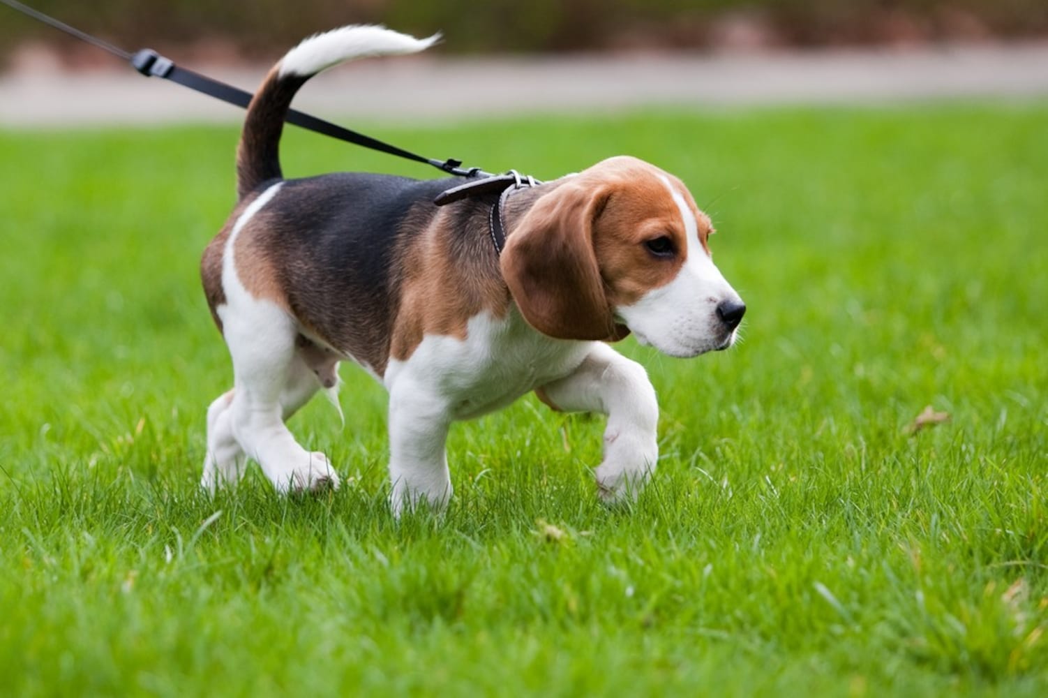 犬の散歩