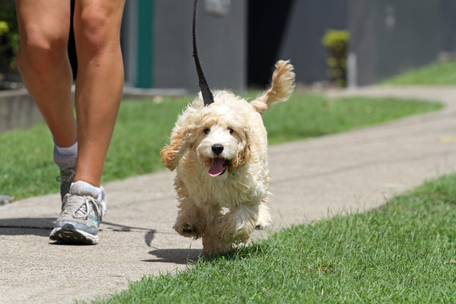犬の散歩