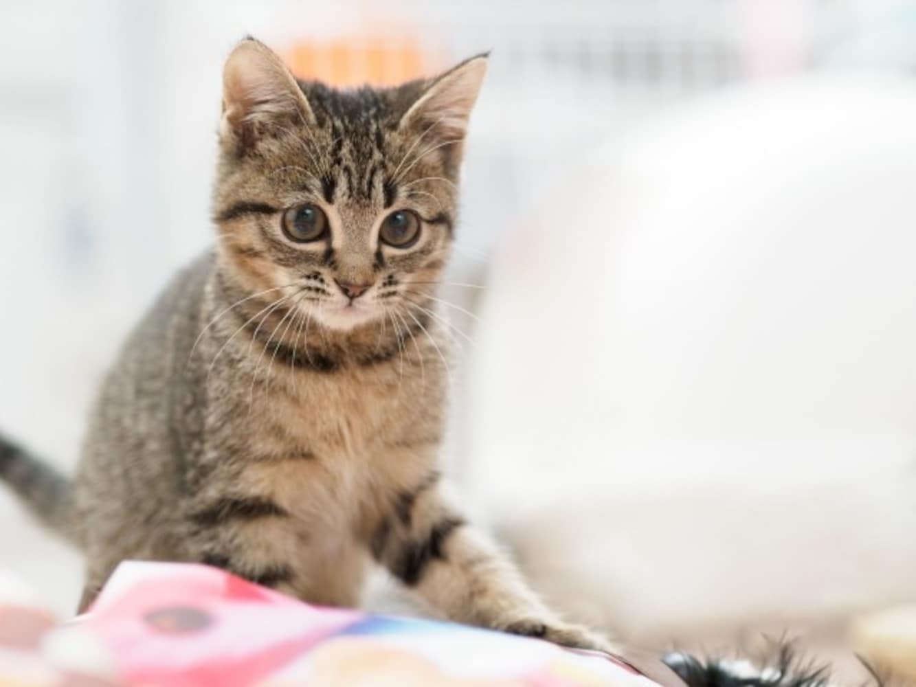 遊ぶ猫