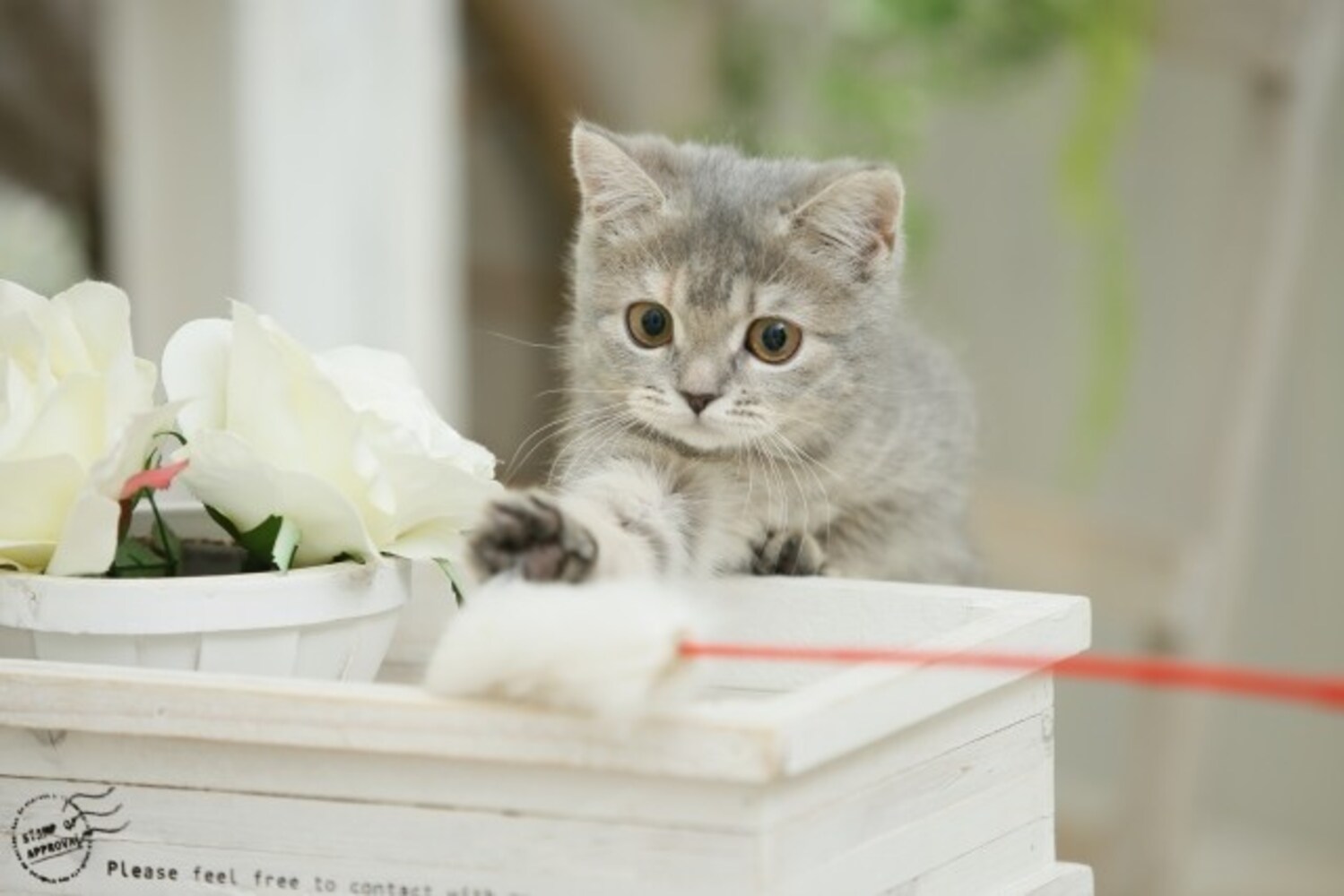 猫と猫じゃらし
