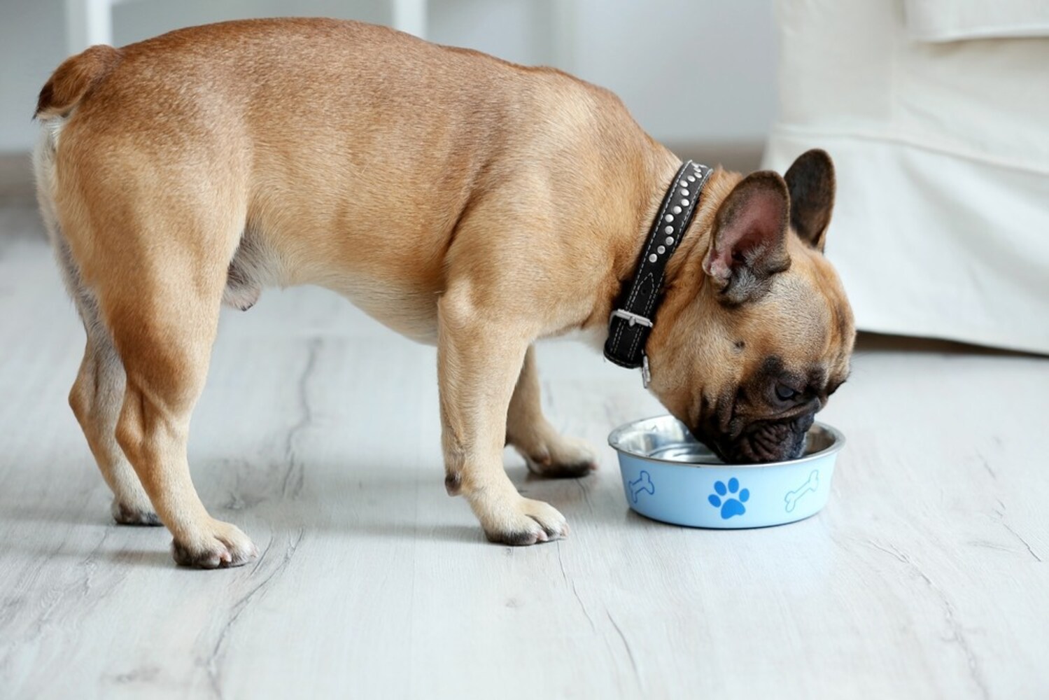 ドッグフードを食べる犬