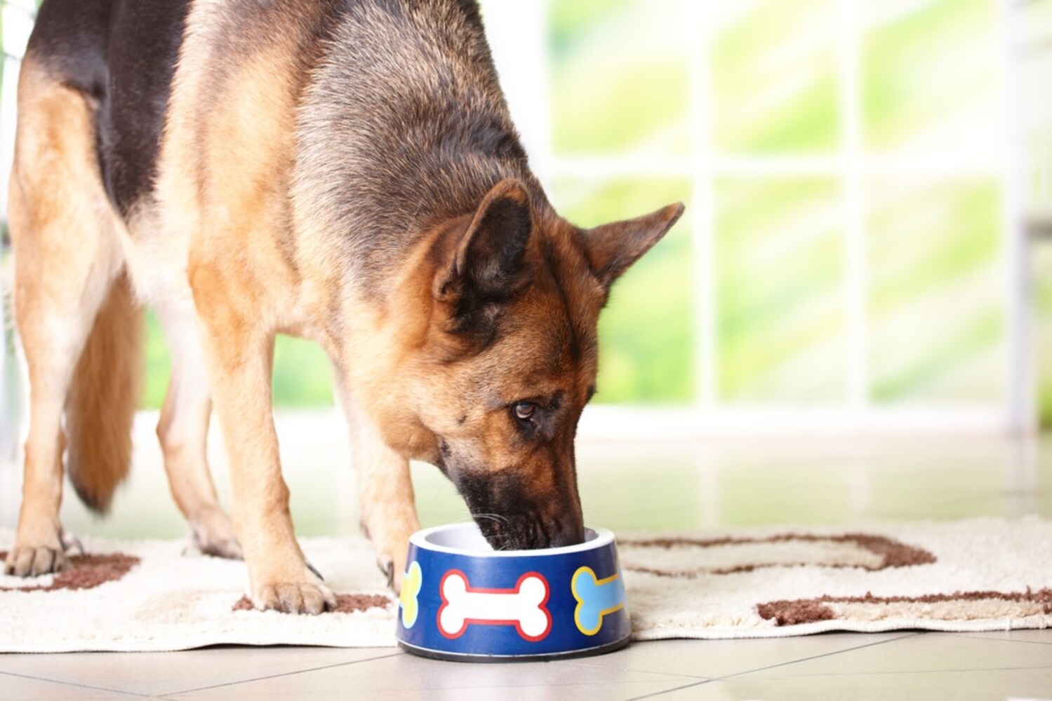 犬