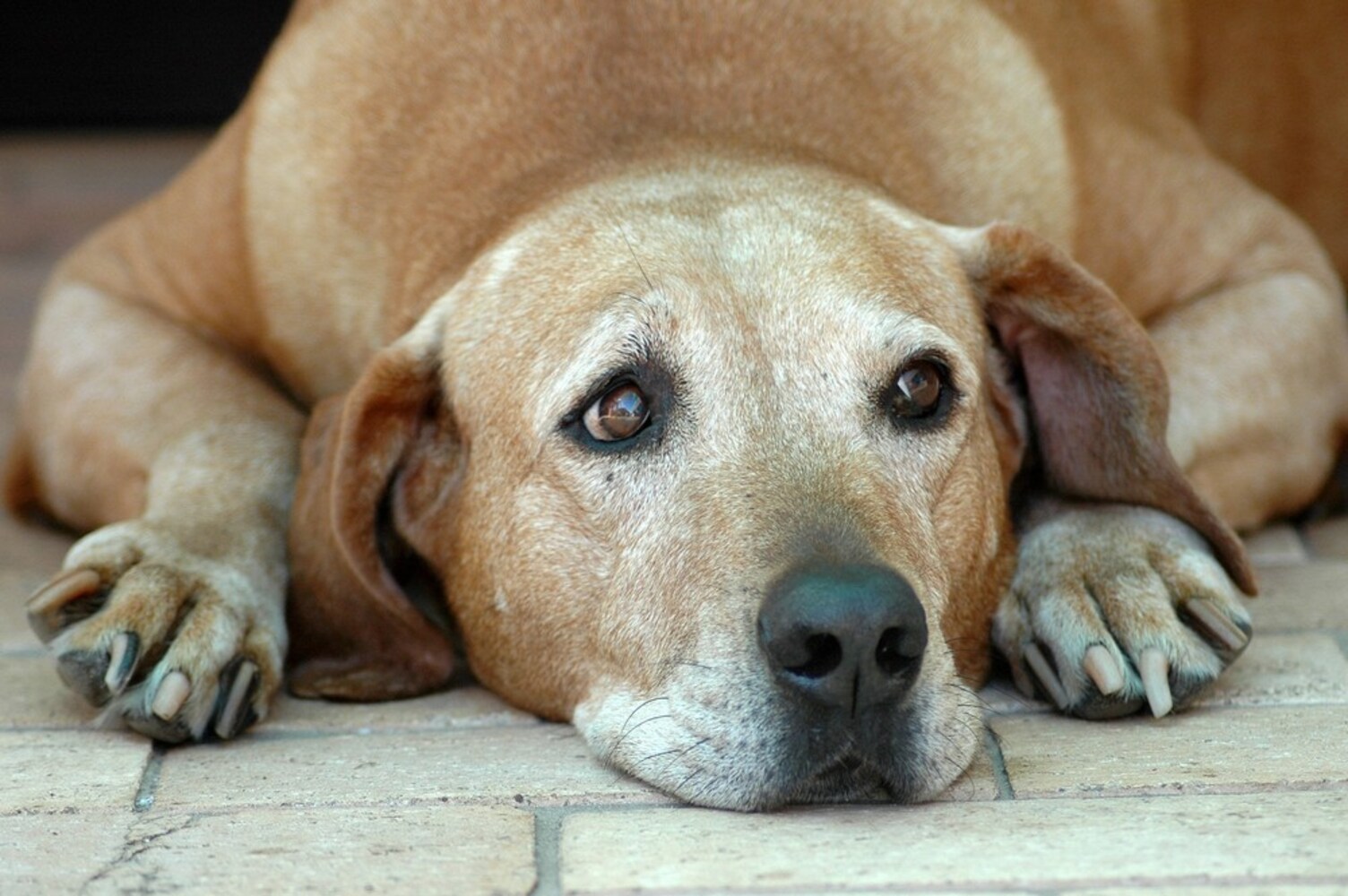 犬