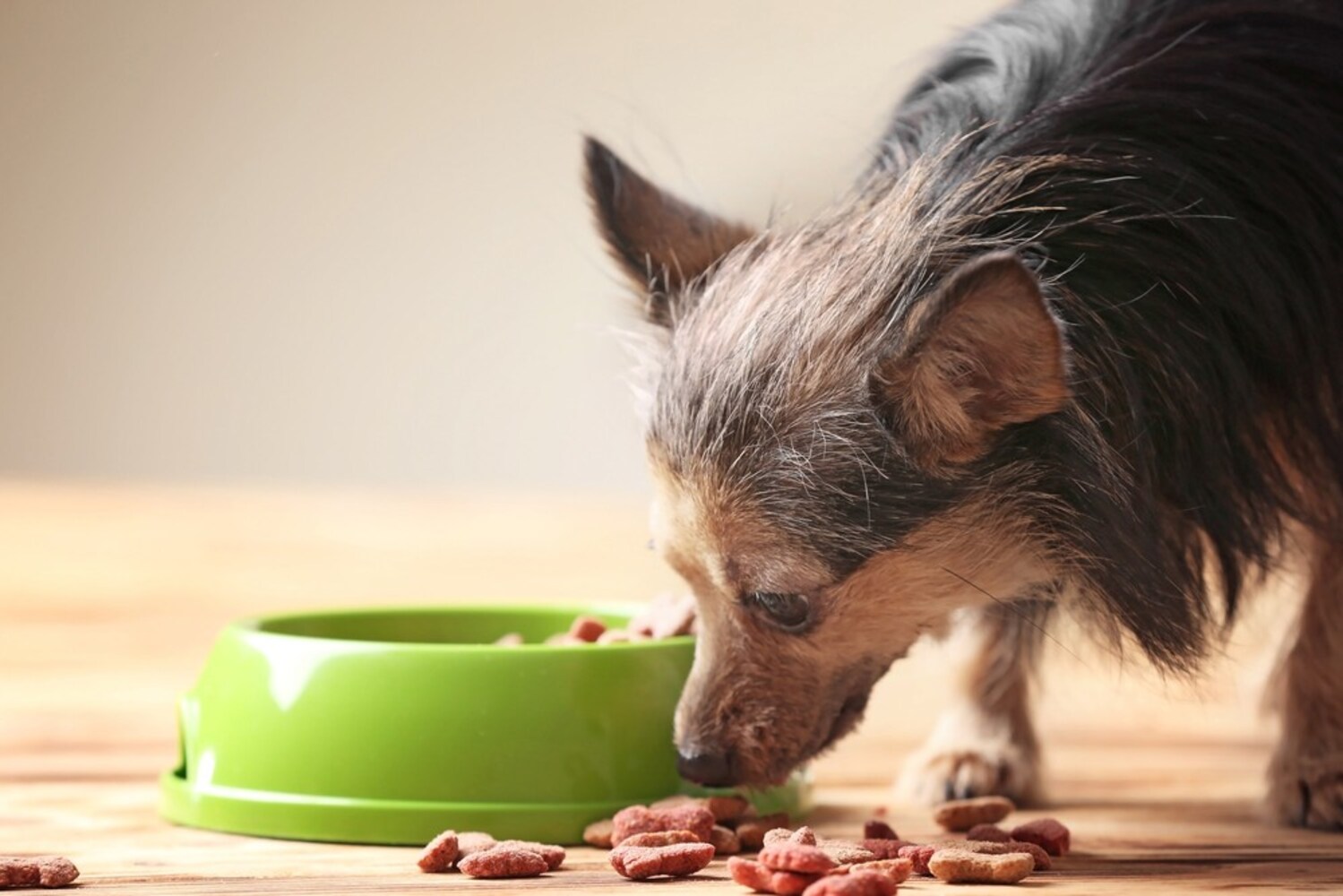 ドッグフードを食べる犬