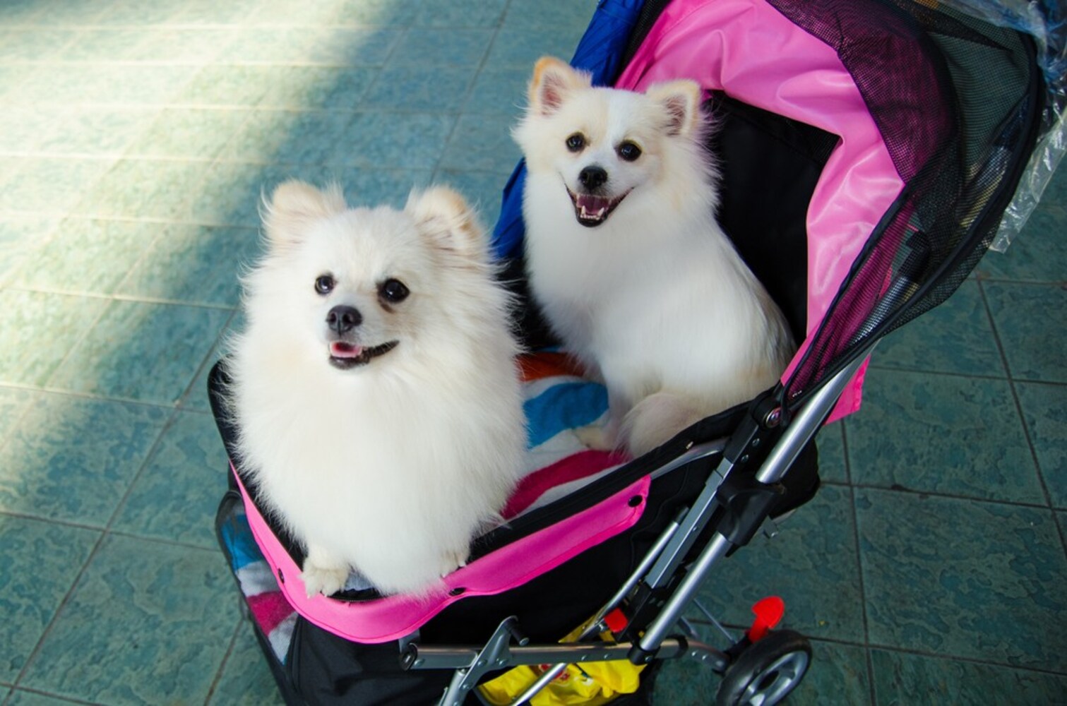 バギーに乗った犬