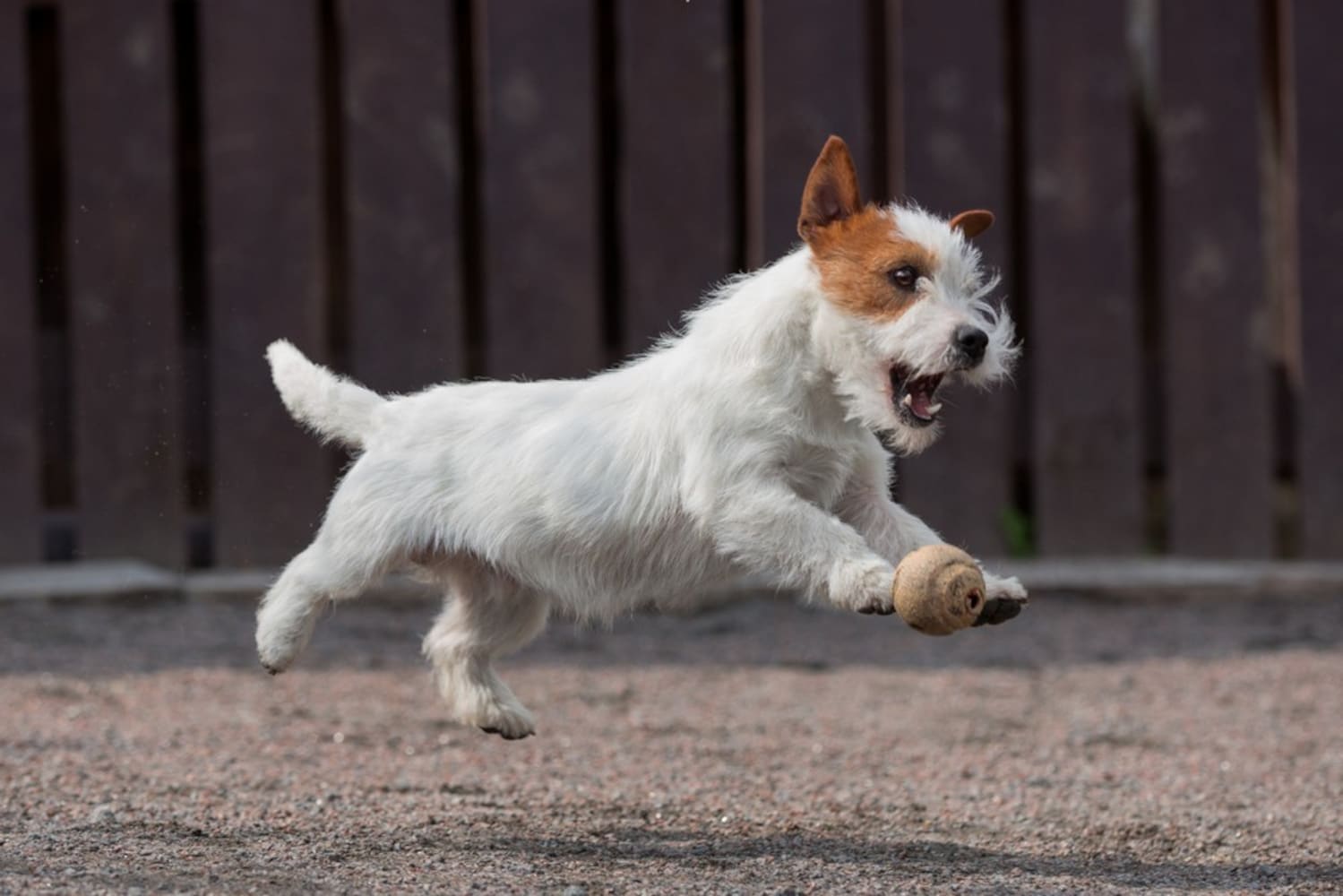ジャンプしている犬